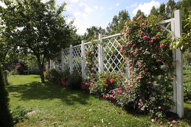 A climbing rose a white pergola in the park a lot of roses on the pergola