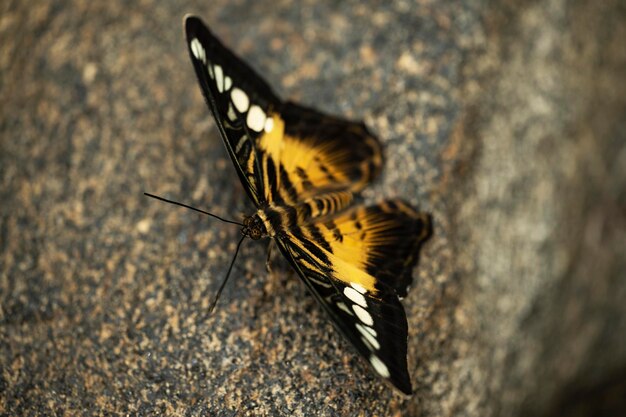 Photo a clipper butterfly sitting on a rock parthenos sylvia