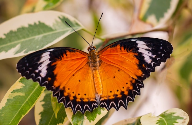 Clipper butterfly with yellow wings on green leaves in the tropics