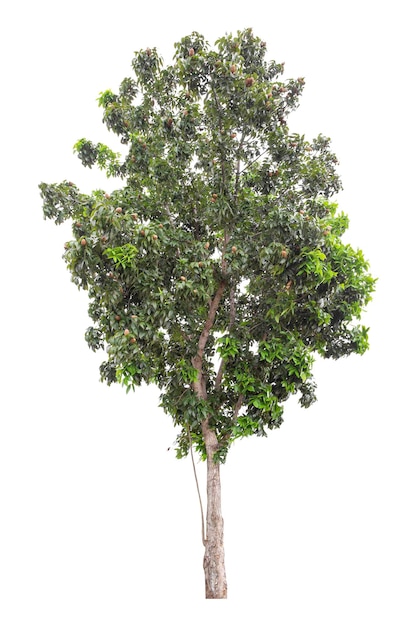 Clipping path of a large green tree isolated on a white backgrou