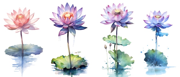 Clipping path Watercolor painting in botanical style of lotus flowers clip art