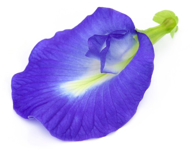 인도 아대륙의 Clitoria ternatea 또는 Aparajita 꽃