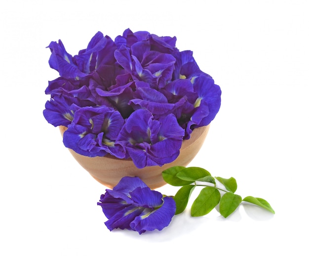 Clitoria ternatea 또는 Aparajita 꽃 흰색 배경에 고립
