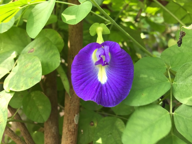 Clitoria ternatea bloem met zijn mooie karakteristieke kleur