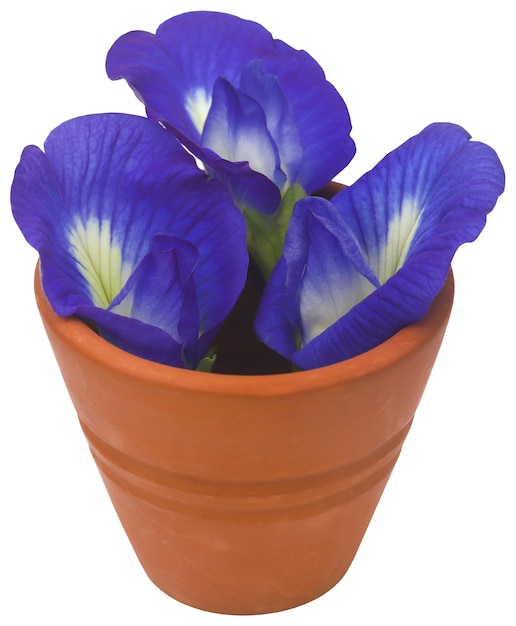 Clitoria ternatea or blue aparajita flower