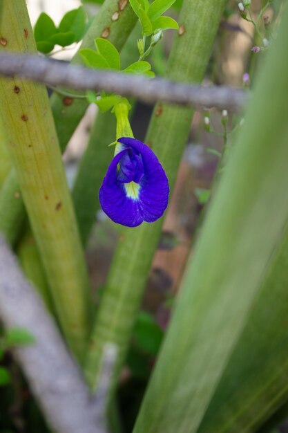 Clitoria ternatea Blue flower on a butterfly pea plant in a garden