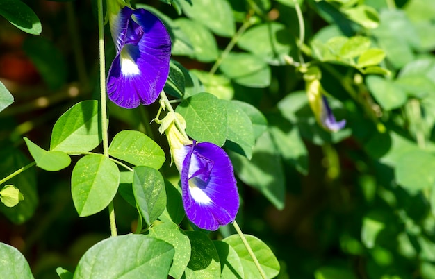 일반적으로 아시아 비둘기 날개로 알려진 Clitoria ternatea 꽃, 나비 완두콩