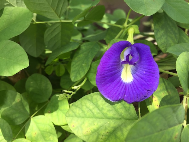 Clitoria ternatea flower with its beautiful characteristic color