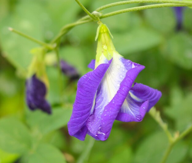 사진 클리토리아 테르나테아 (clitoria ternatea) 꽃버터플라이 (butterfly pea) 보라색 꽃