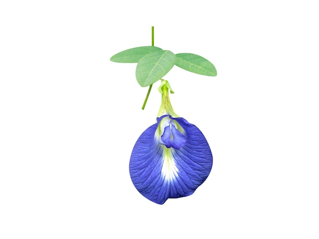 Photo clitoria ternatea is used as a food and traditional ayurvedic medicine and chinese medicine