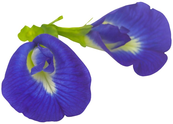 Clitoriaternatea of blauwe aparajitabloem