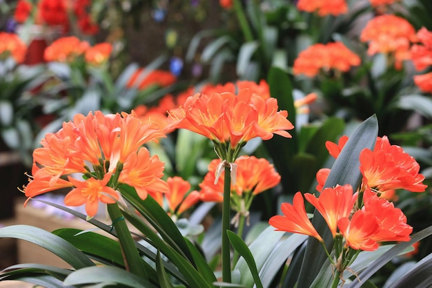 Clivia 또는 Benediction 릴리 또는 부시 릴리 또는 파이어 릴리 또는 플레임 릴리 또는 레드 부시 릴리 꽃