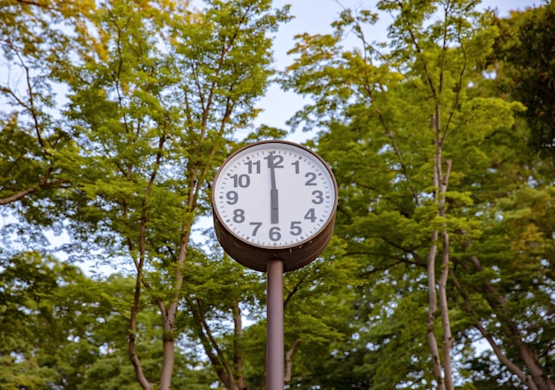 Foto torre dell'orologio presso la foresta