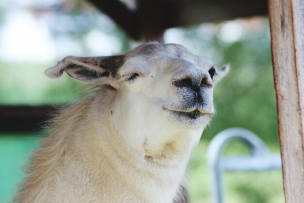 Photo cloes-up of alpaca