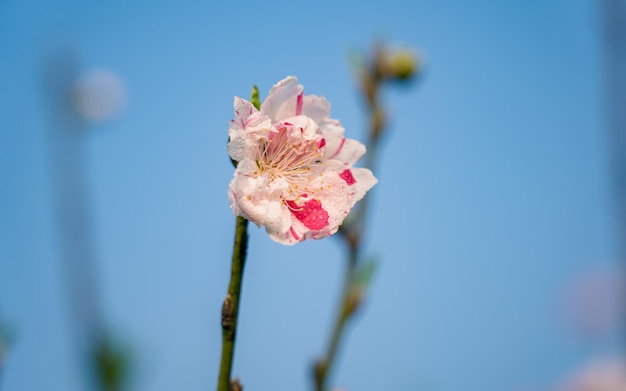 Крупный план цветения вишневого цветка во время весеннего сезона в катманду, непал