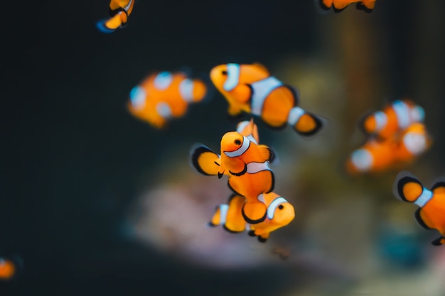 Foto pesce clone da vicino