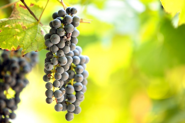 Clopse su di maturazione dell'uva sui rami della vite nel giardino estivo