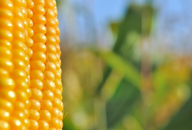 Foto chiudi su una bella spiga di grano davanti a un campo