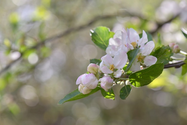 봄에 피는 아름다운 flowerapple 나무에 닫습니다