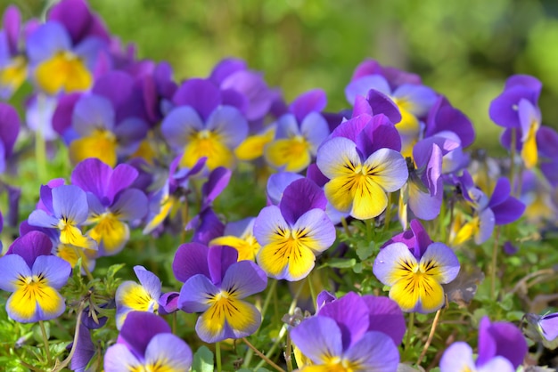 Закрыть на красивые фиолетовые и желтые цветы, цветущие в саду