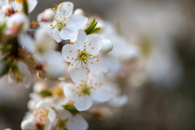 自然の背景、春の花の上に花のリンゴを閉じる