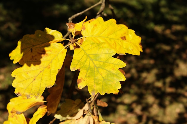 Close of of bright yellow autumn oak leaves in the sunshine