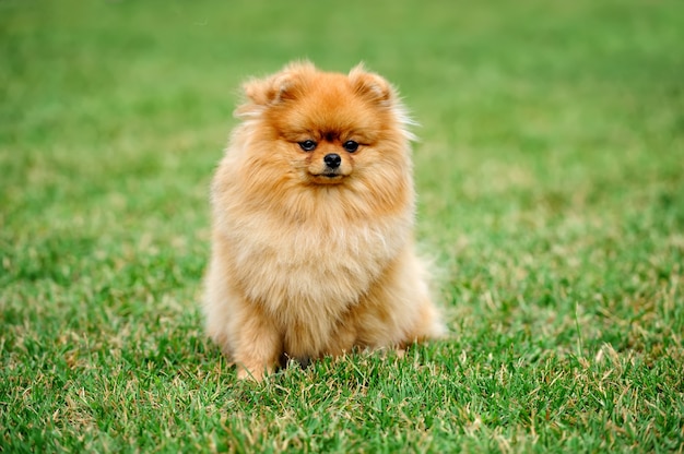 Close brown pomeranian dog in green summer grass