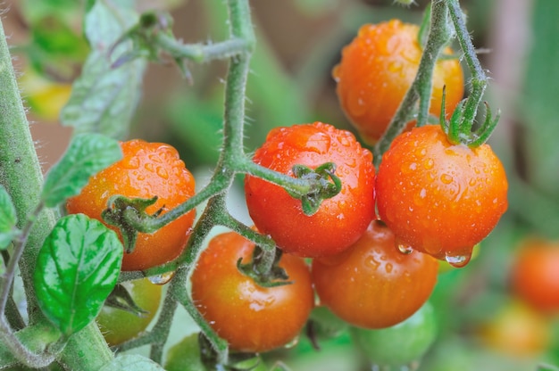 Close on cherry tomatoes covered with drops growing in a vegetable garden
