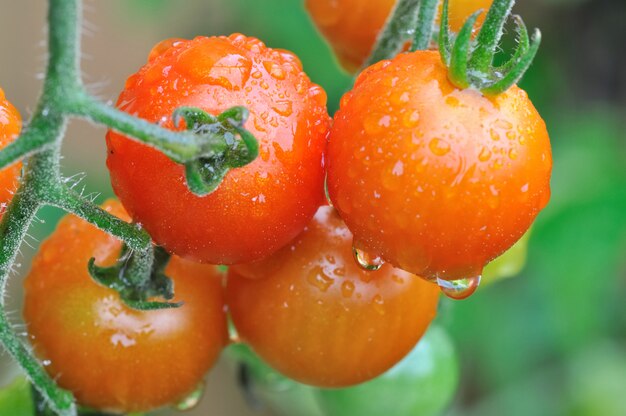 Close on cherry tomatoes covered with drops growing in a vegetable garden