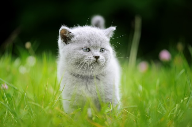 Close cute gray baby kitten in green grass