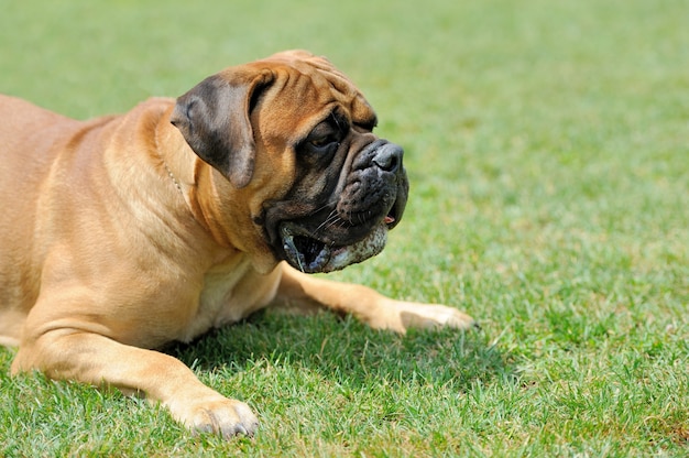 緑の夏の草でイングリッシュ ・ マスティフ犬を閉じる