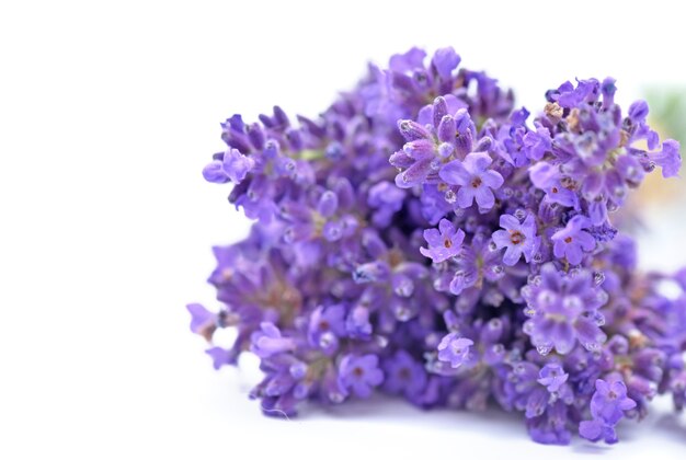 Close on flowers of lavender  bouquet isolated on white surface