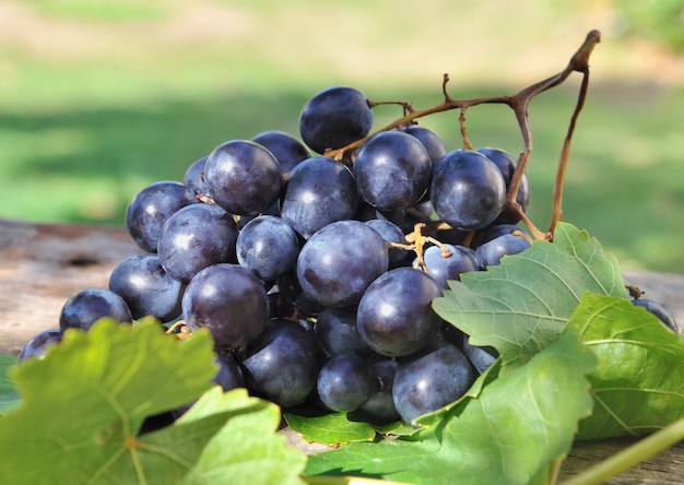 Close on freshness bunch of black grapes in leaf