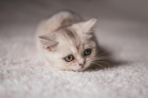 Фото Близкий забавный маленький серый котенок британской короткошерстной породы на белом одеяле