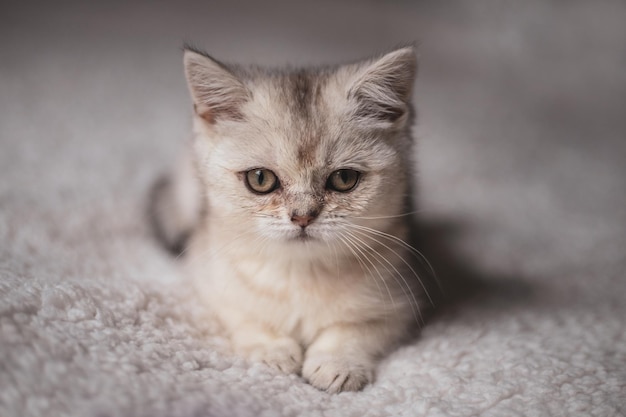 Close funny little gray kitten british shorthair breed on white blanket