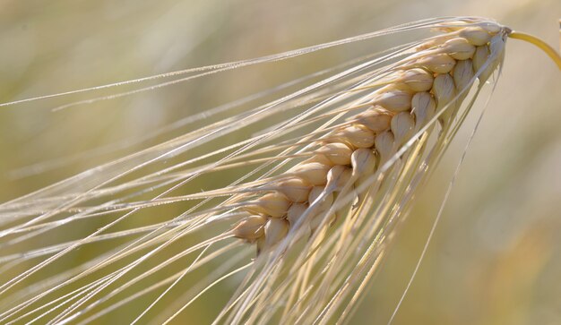 Close on golden ear of wheat growing in a field in summer