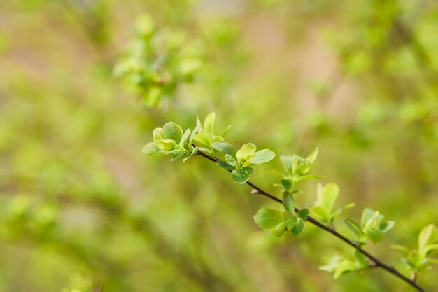 close green flowers tree branch