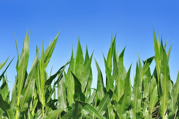 Close on green large and bright  leaves of maize in a field under blue sky