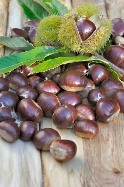 Close on a group of sweet fresh chestnuts just harvested on a plank