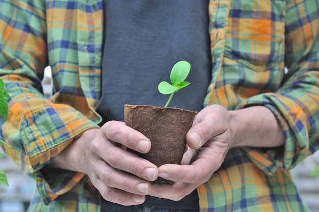 Close on  the hand of a gardener holding a seedlings growing  in a peat pot