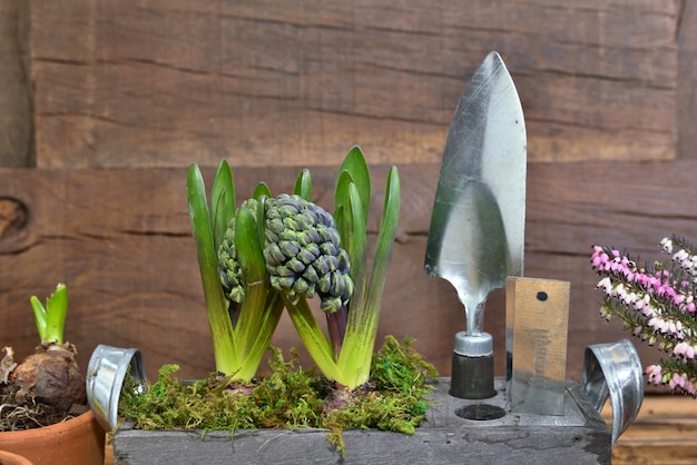 Close on hyacinth growing in a flower pot next to gardening tools on wooden wall