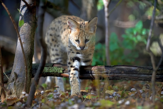 Close jonge serval kat (Felis serval)