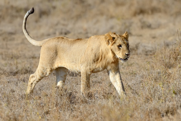 Close lion in National park of Kenya, Africa