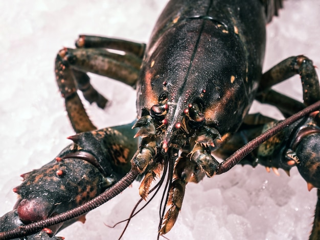 Close of a Lobsters on Ice in seafood market.