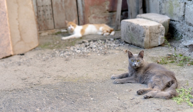 A close look of a cat lying on the ground