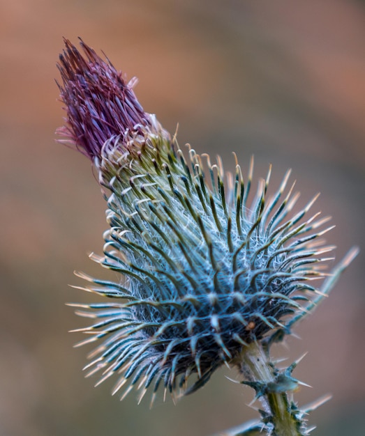 Photo a close look at  a plant