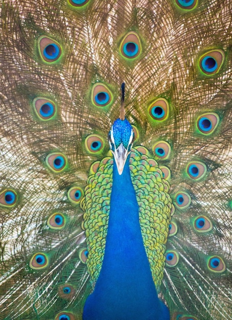 Close Peacock