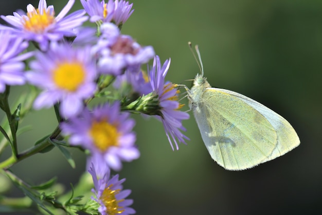 Close on pieride butterfly feeding pink aster flowers