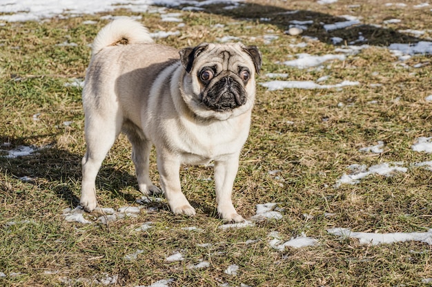 Close plane of a french bulldogFrench bulldog on the lawn with the first snow. Favorite pet. Puppy joy.