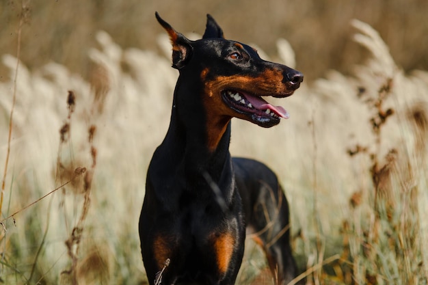 Close portrait of a beautiful black with brown dog breed Doberman in the field